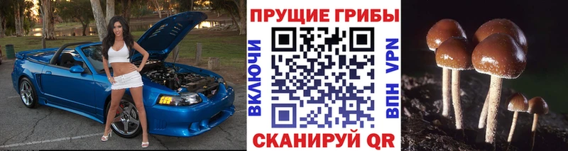 закладка  Острогожск  ссылка на мегу ONION  Галлюциногенные грибы Psilocybe 
